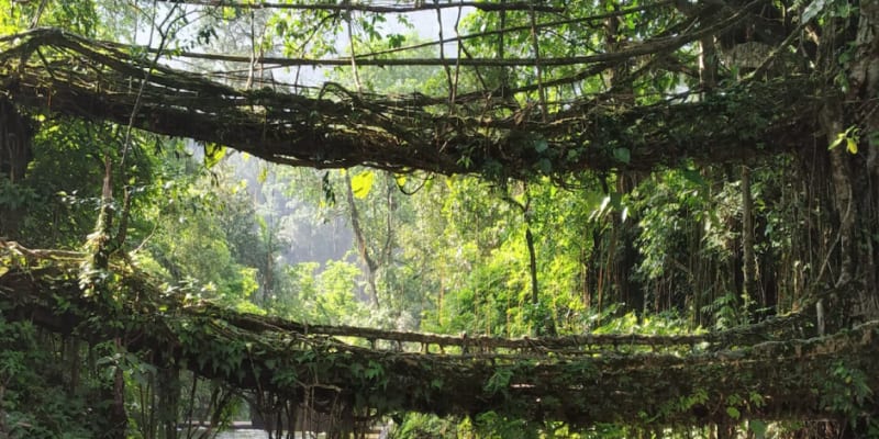 Living Root Bridge Walking Trek