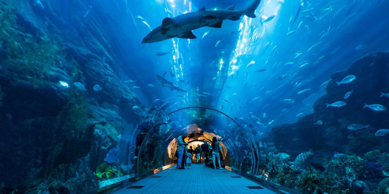 Dubai Aquarium and Underwater Zoo