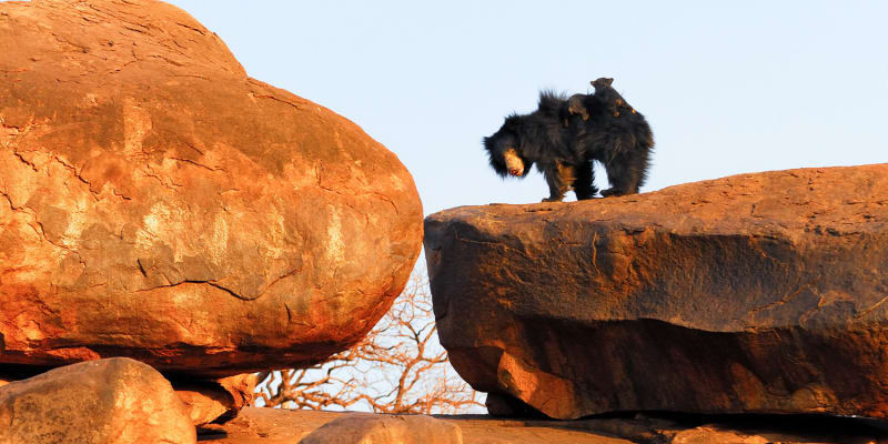 Daroji Bear Sanctuary