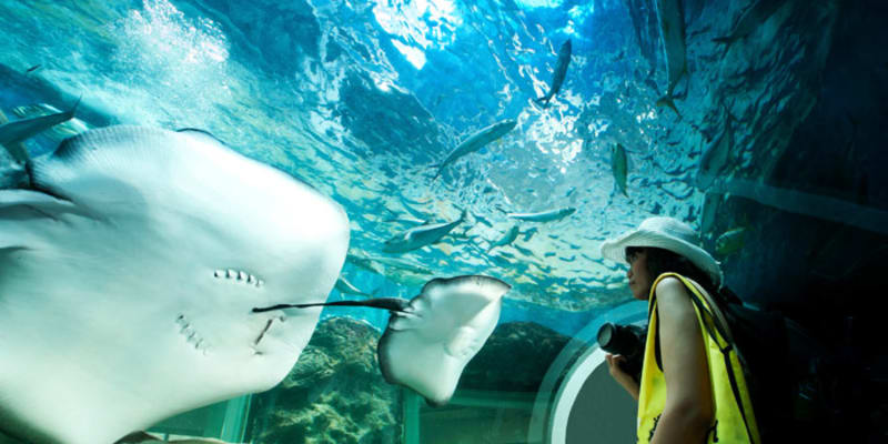 Learn About Marine Life at Phuket Aquarium