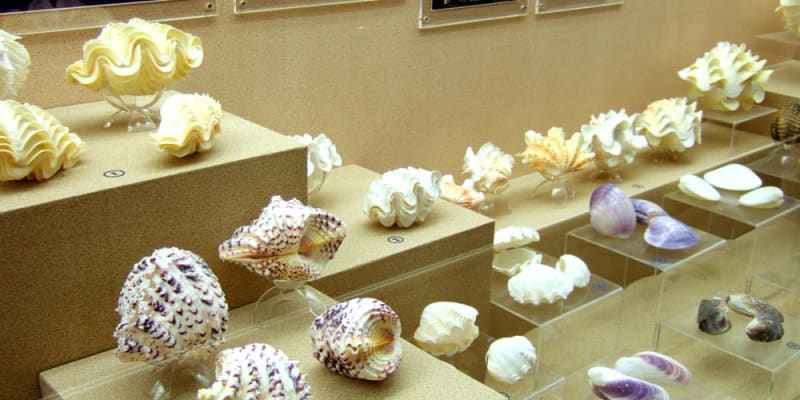 Explore the Unique Collection at Phuket Seashell Museum