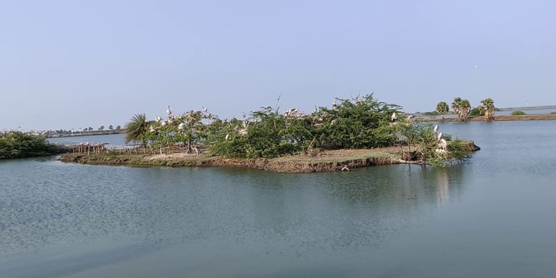 Kolleru lake