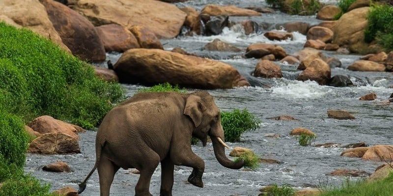 Parambikulam wildlife sanctuary