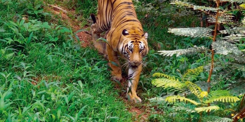 Periyar Tiger Trail