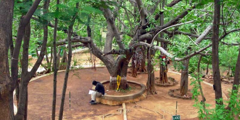 Meditation tree