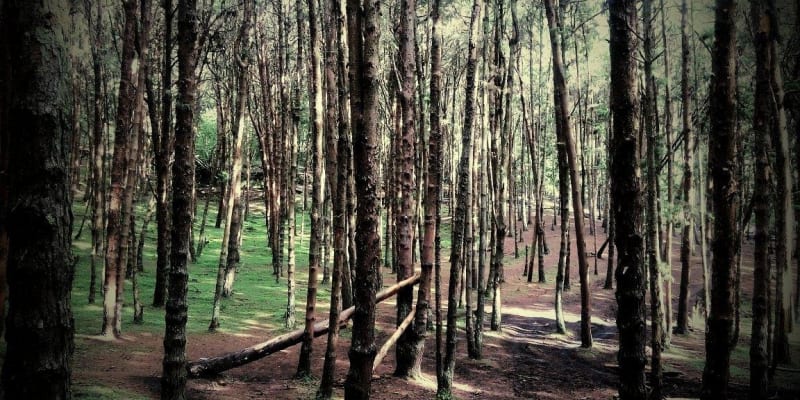 Pine forest