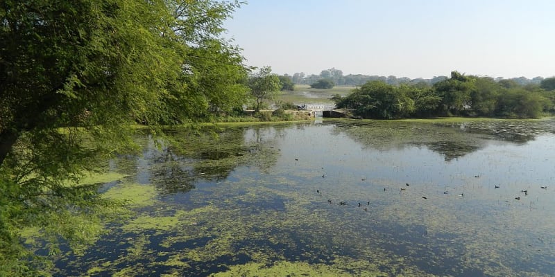 Nawabganj's Bird Sanctuary