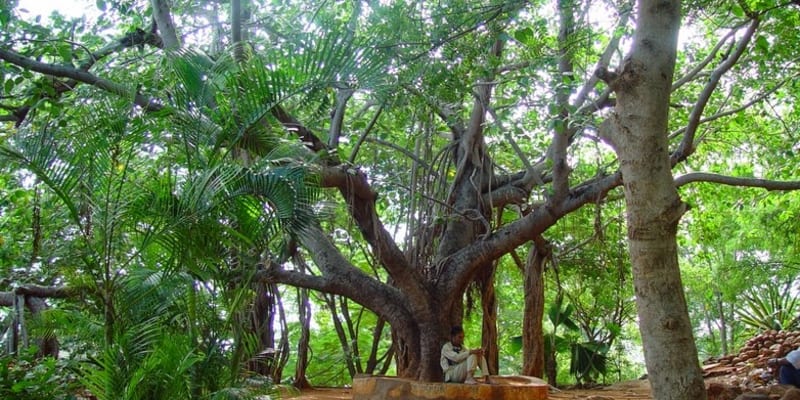Wish fulfilling tree