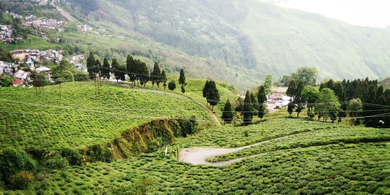 Happy Valley Tea Estate