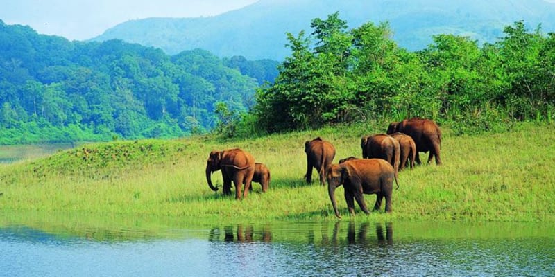 Explore Periyar National Park