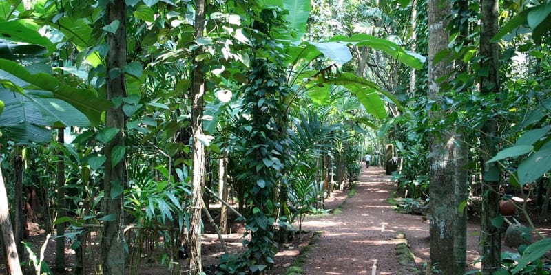Visiting the spice plantation