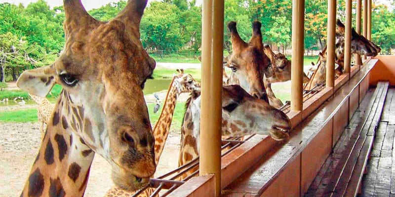 Safari World Zoo