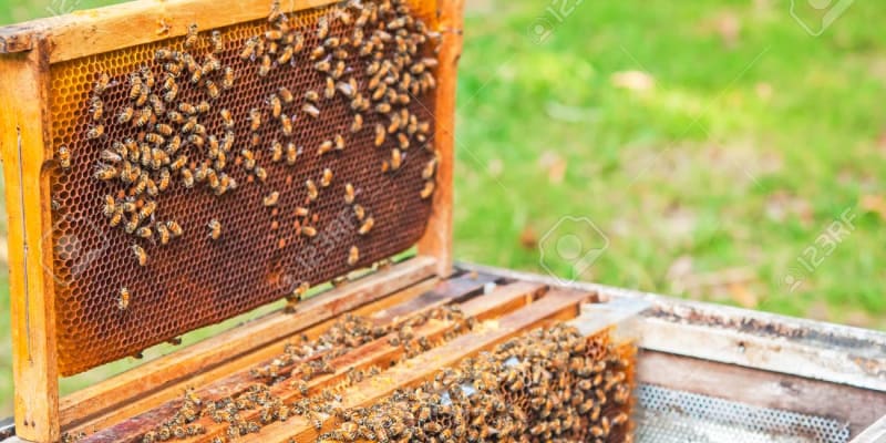 Honey Bee Farm
