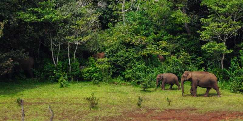 Take A Ride of The Majestic Elephants In Thekkady