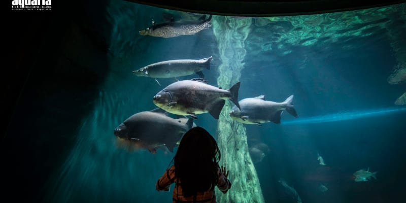 Aquaria KLCC