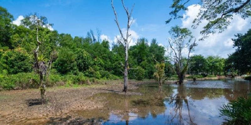 Hampstead Wetland Park