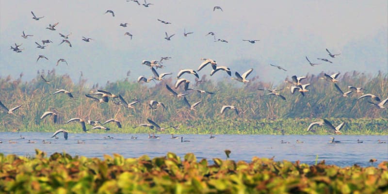Okhla Bird Sanctuary