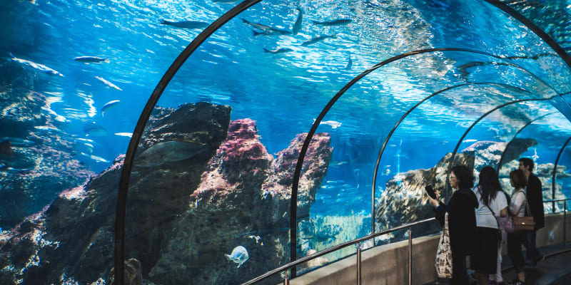 Sea Life At Barcelona Aquarium