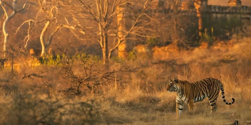 Ranthambore