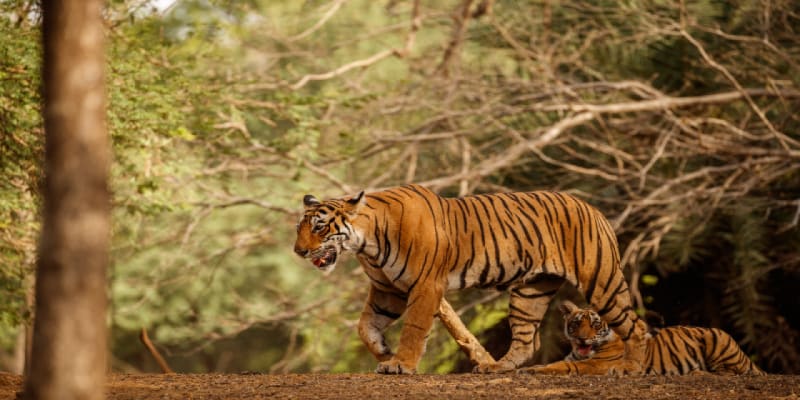 Sariska Wildlife Sanctuary