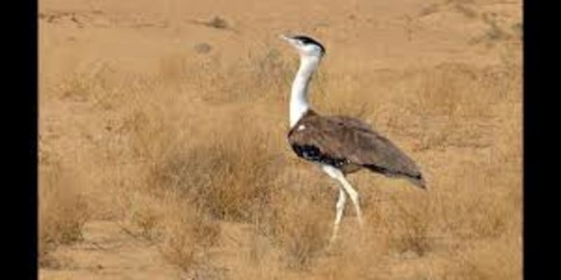 Great Indian Bustard Sanctuary