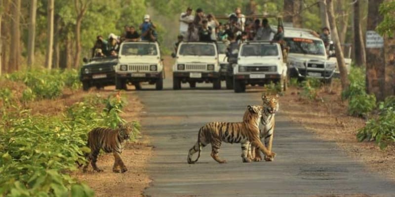 Bannerghatta National Park