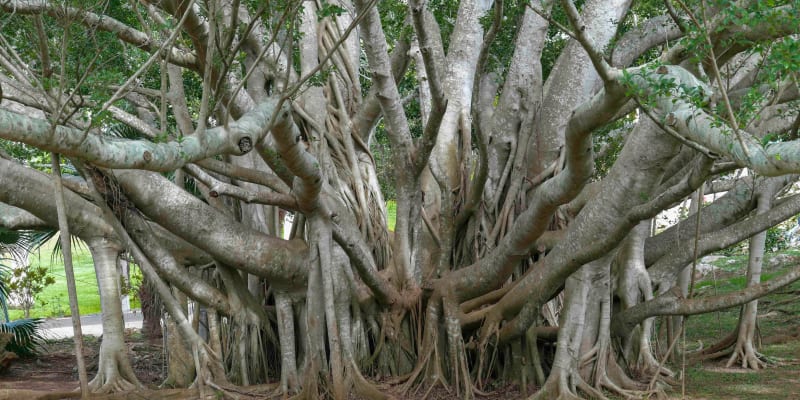 Big Banyan Tree