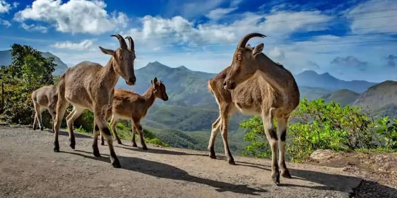 Mukurthi National Park