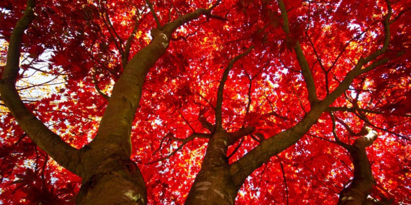 Red Maple