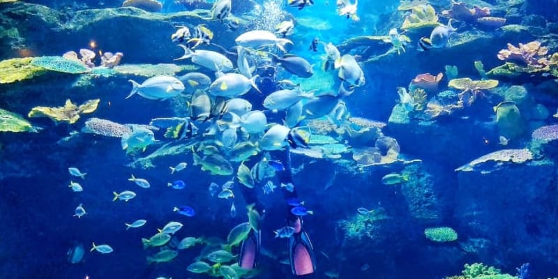 Sea Life Bangk͏ok ͏Ocean World