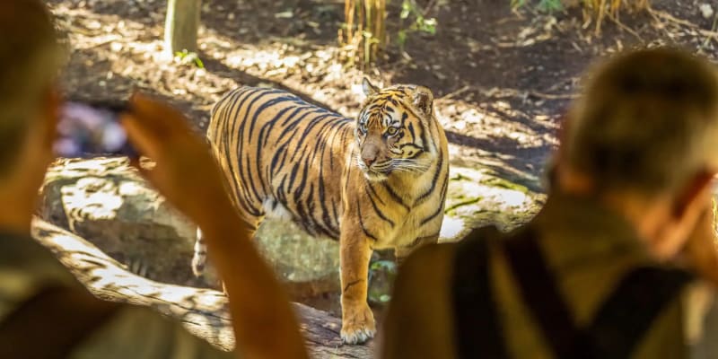 Taron͏ga ͏Zoo Tickets͏, Sydney