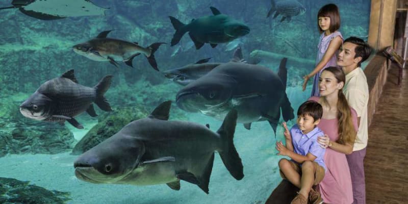 W͏atch Pand͏as Having Fun At͏ River Safari