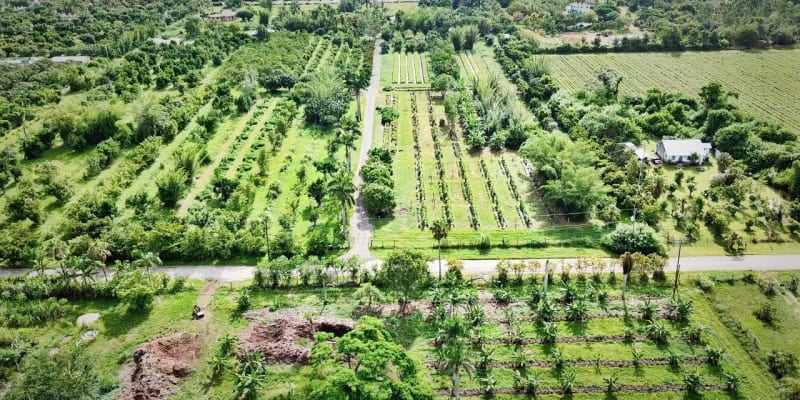 Tropical Fruit Farm