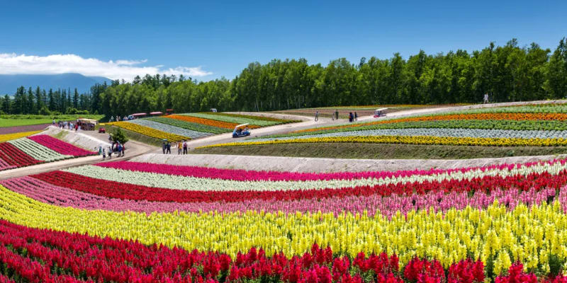Explore Beautiful Blooms at ͏Gardens by the Bay