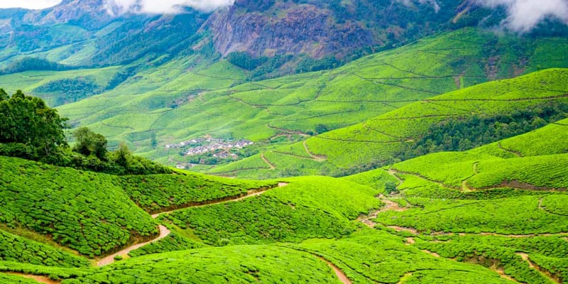 Tea plantation stay in Munnar
