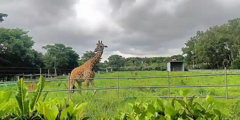 Bannerghatta National Park