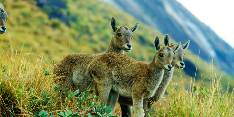 Eravikulam National Park