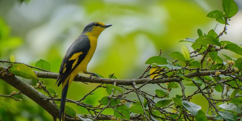 Chinnar Wildlife Sanctuary