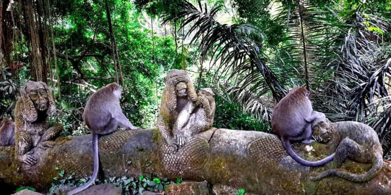 Visit Sacred Monkey Forest