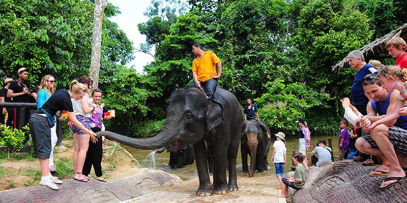 Take Kuala Gandah Elephant Sanctuary Tour