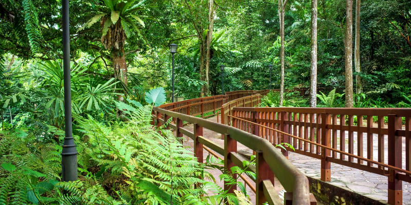 Bukit Timah Nature Reserve