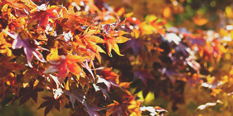 We Are All Leaves of The Same Tree!