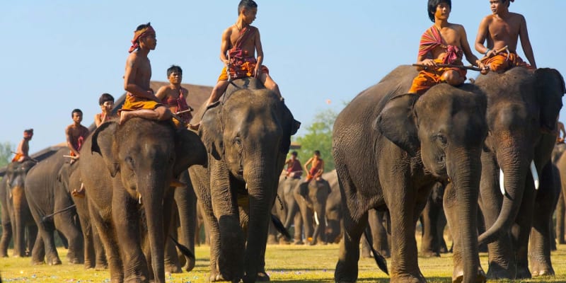 Surin Elephant Festival