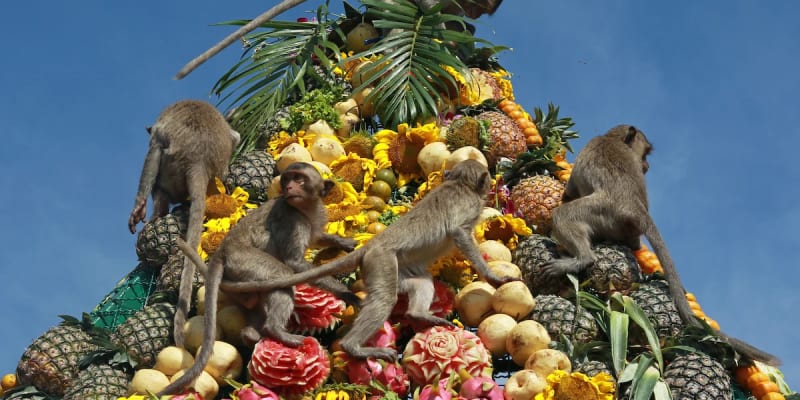 Lopburi Monkey Banquet Festival