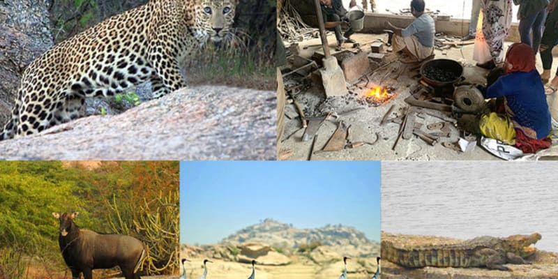Jawai Bandh Visit/Bird Watching/Crocodile Safari in Jawai Camps
