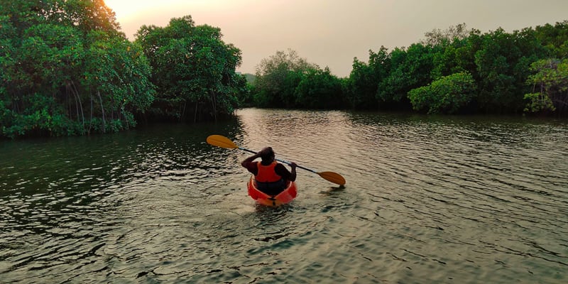 Take a Sunset Kayaking Trip Through the Mangroves