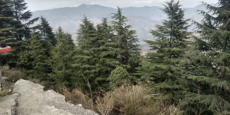 Junglee Camps & Resort