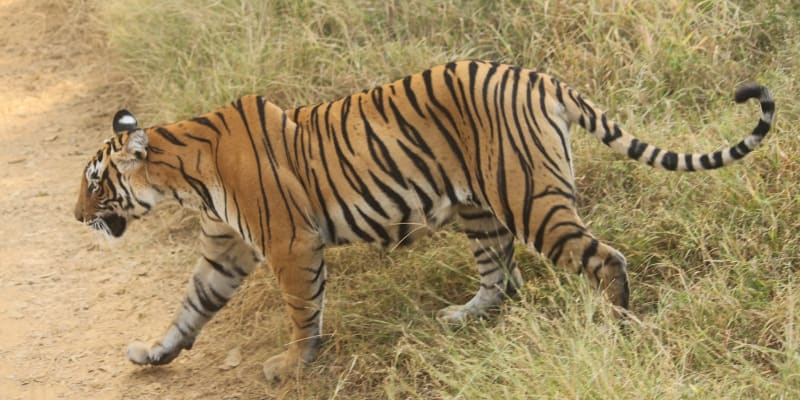 Wildlife Tours