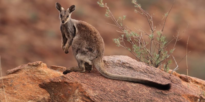 Wallaby Trail