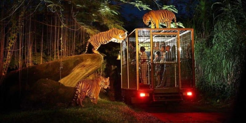Night Safari